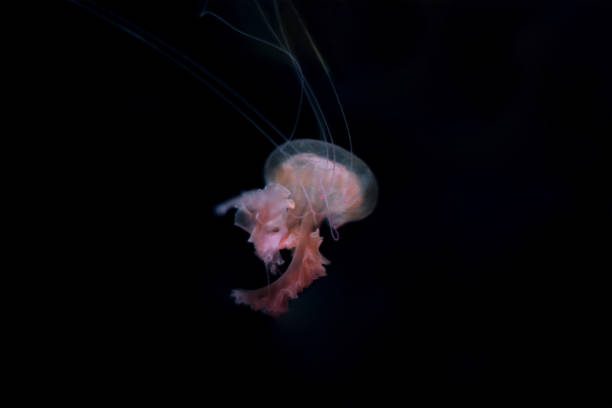 istock Jelly fish on black isolated background 963239390