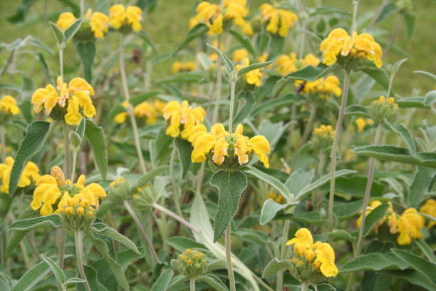 istock Jerusalem sage flowers. Phlomis fruticosa 963239552