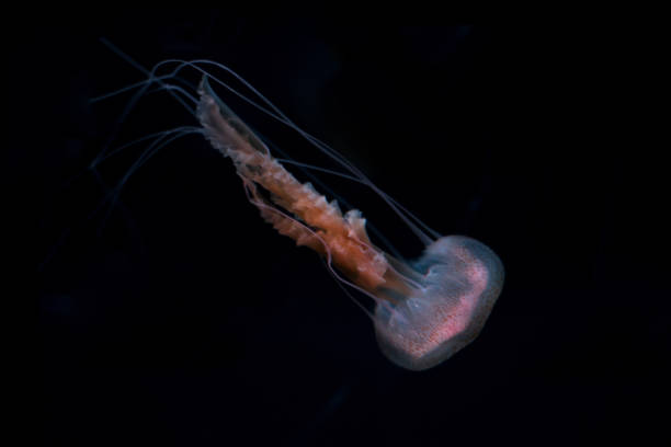 istock Jelly fish on black isolated background 963239812