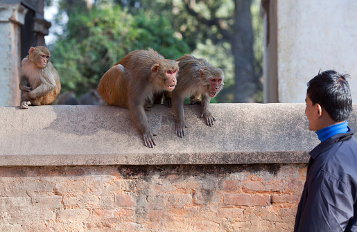 A pair of Barbary Macaque grooming on the Rock of Gibraltar with seascape in background.