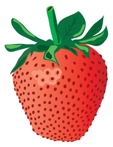 strawberry  chandler strawberry stock illustrations