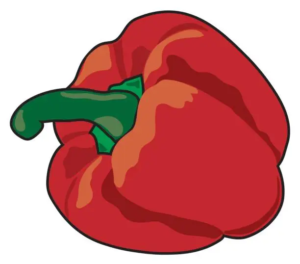 Vector illustration of red bell pepper