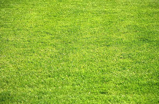 istock grass of a soccer field 96324483