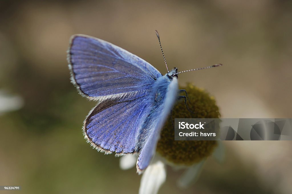 Lycaenidae na Camomila Romana - Foto de stock de Antena - Parte do corpo animal royalty-free