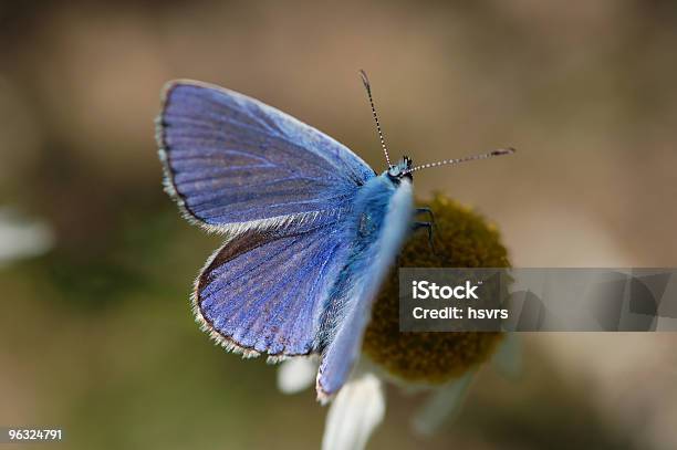 Foto de Lycaenidae Na Camomila Romana e mais fotos de stock de Antena - Parte do corpo animal - Antena - Parte do corpo animal, Azul, Borboleta