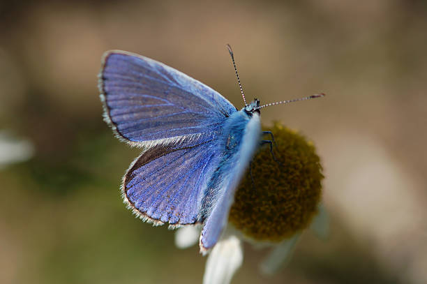 hairstreak бабочка на ромашка - flugel стоковые фото и изображения