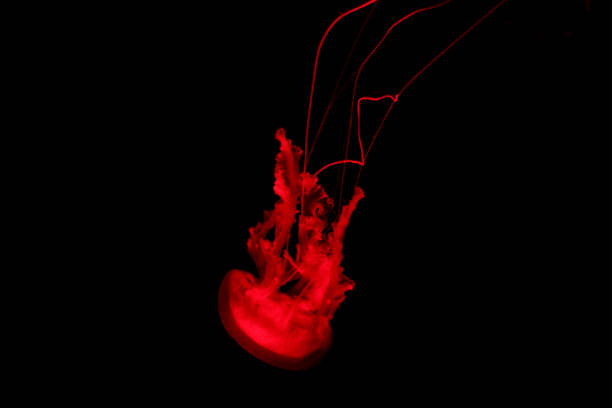 istock Red Jelly fish on black isolated background 963249580