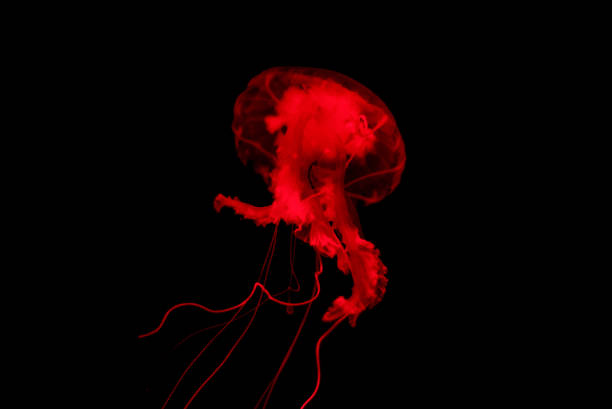 istock Red Jelly fish on black isolated background 963249894