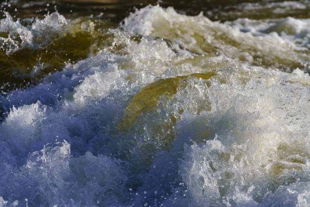 Whitewater Rapid Wave Detail Frozen Motion - Detail of dangerous rapid roiling with spring runoff.