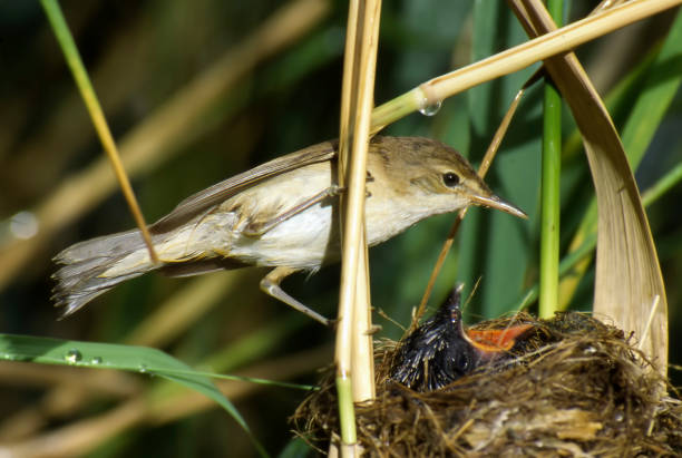 istock Eurasian reed warbler with cuckoo 963255234