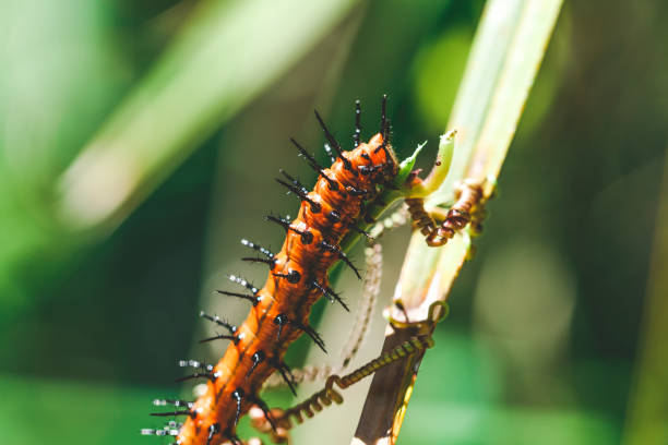 A beautiful Gulf Fritillary Caterpillar in Tampa Bay, Florida shows off his orange color.