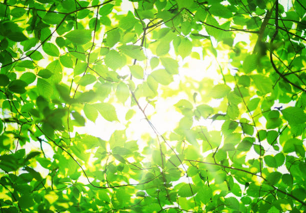 istock New leaves in summer 963262716