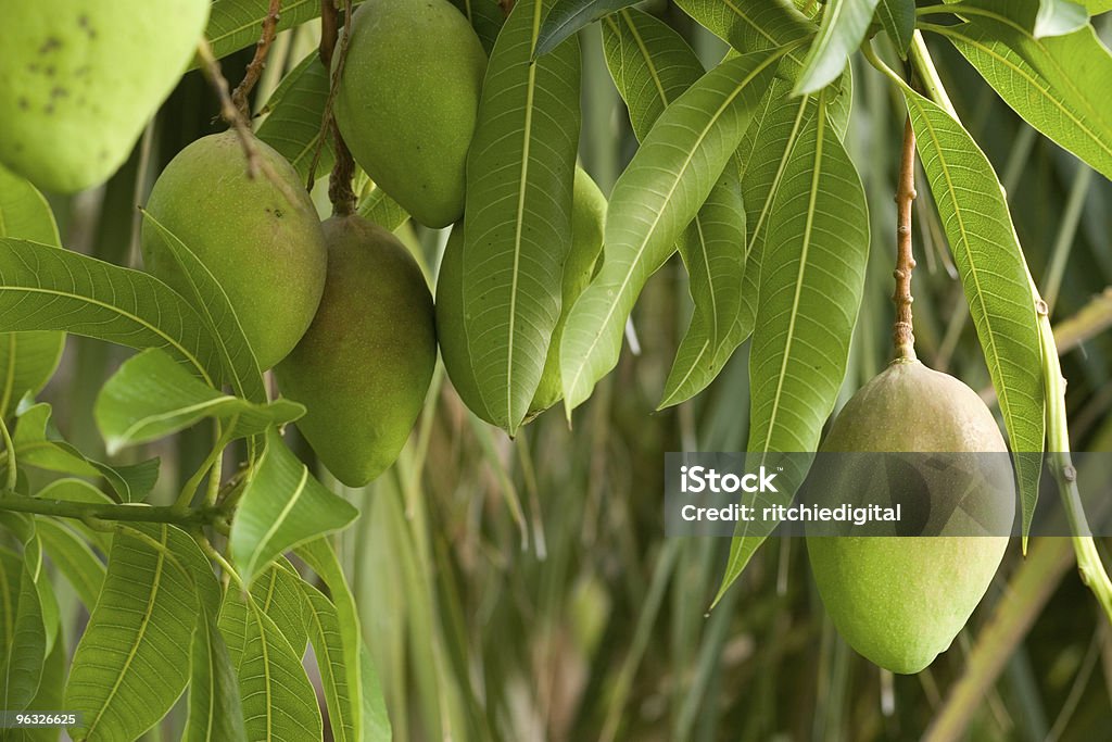 Mangoes Ripening de árbol - Foto de stock de Aire libre libre de derechos