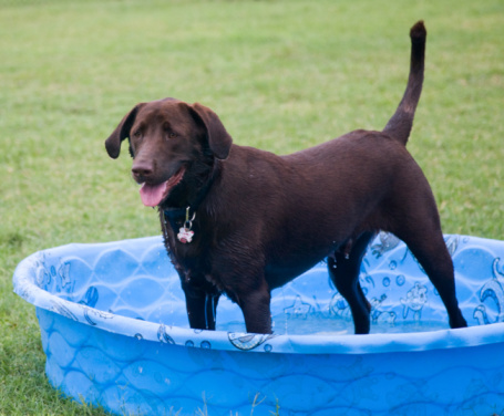 Cute west highlander dog playing in the pool