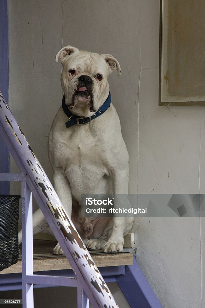 Dog on Staircase  Animal Stock Photo