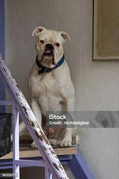 Dog On Staircase Stock Photo - Download Image Now - Animal, Animal Mouth, Animal Nose
