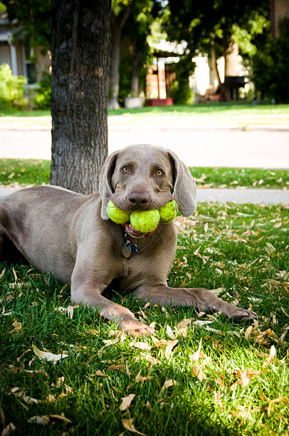 tennis ball Lächeln – Foto