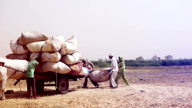 Farmer loading husk in to the cart after wheat harvesting