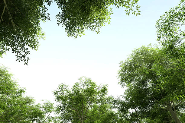 나무 황록색 캐노피 - treetop tree sky blue 뉴스 사진 이미지