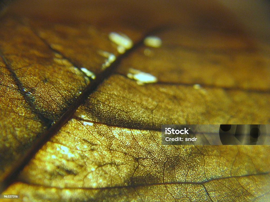 macro folha de - Foto de stock de Amarelo royalty-free