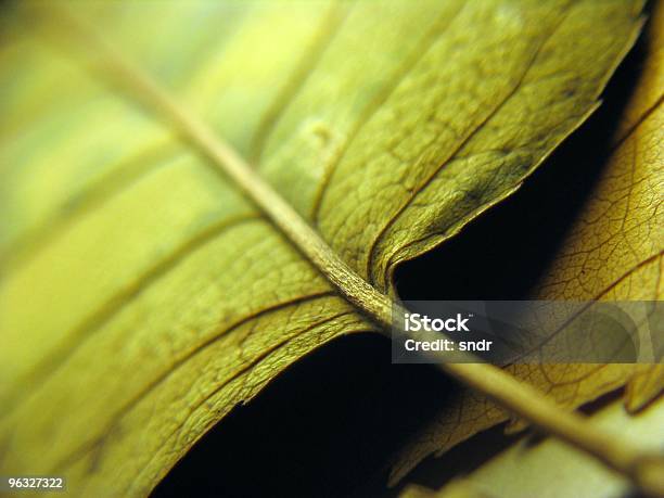 Leaf Makro Stockfoto und mehr Bilder von Blatt - Pflanzenbestandteile - Blatt - Pflanzenbestandteile, Extreme Nahaufnahme, Farbbild