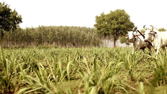 Farmer ploughing field using wooden plough