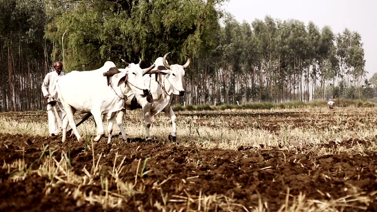 Farmer ploughing field using wooden plough