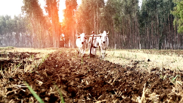 Farmer ploughing field using wooden plough