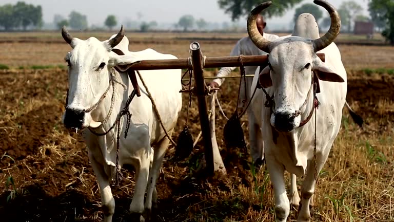 Farmer ploughing field using wooden plough