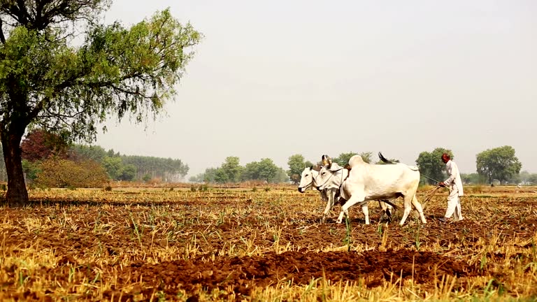 Farmer ploughing field using wooden plough