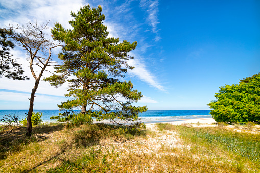 Polish Baltic seashore with pines in Wolinski National Park in Wiselka, Poland