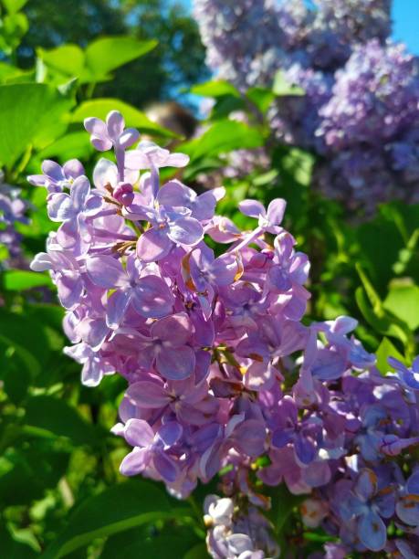istock Lilac bushes in the Park 963278390