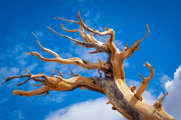 bristlecone pine streszczenie - twisted tree california usa zdjęcia i obrazy z banku zdjęć