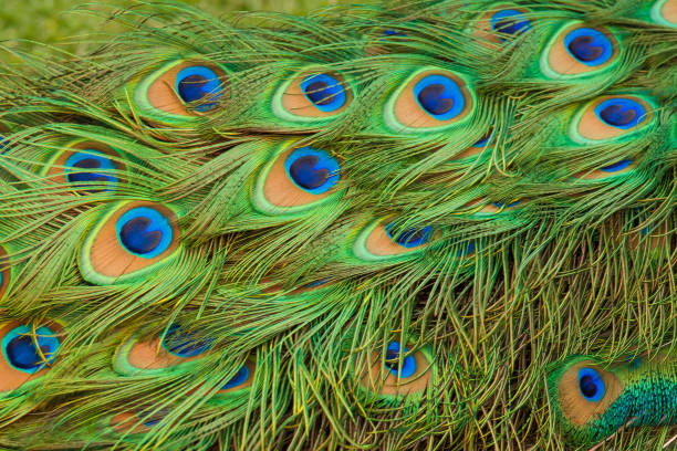istock Abstract design of peacock feathers 963280286