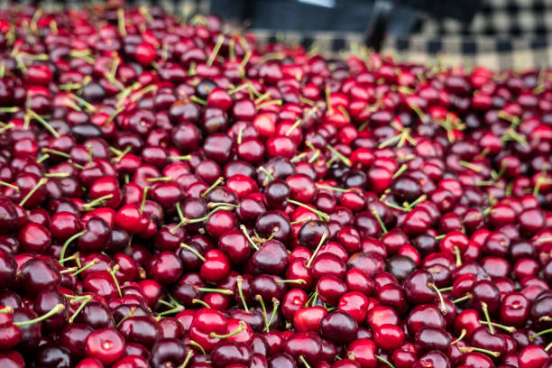 istock Fresh red cherries at Farmers Market 963280446
