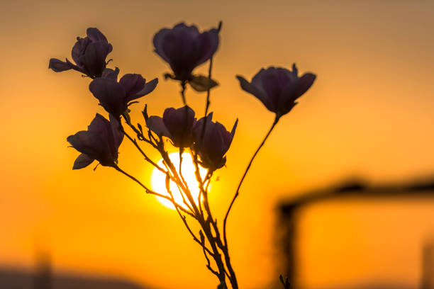 Magnolia flowers at the sunset