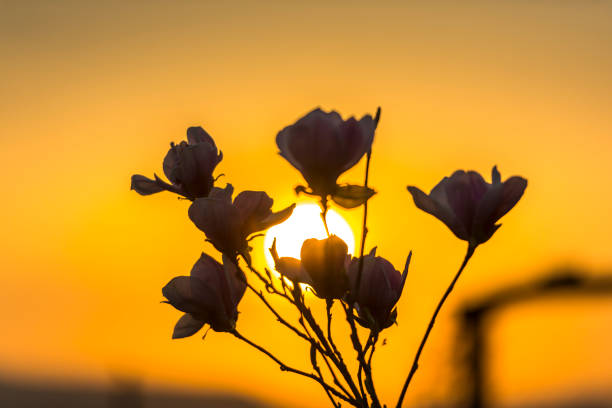 kwiaty magnolii - plant white magnolia tulip tree zdjęcia i obrazy z banku zdjęć