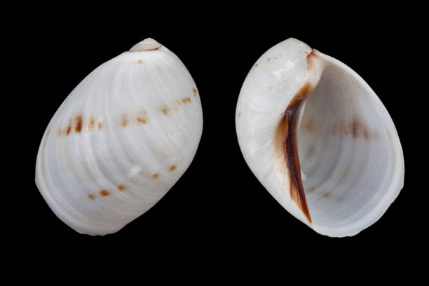 istock Polynices melanostomus 963282876
