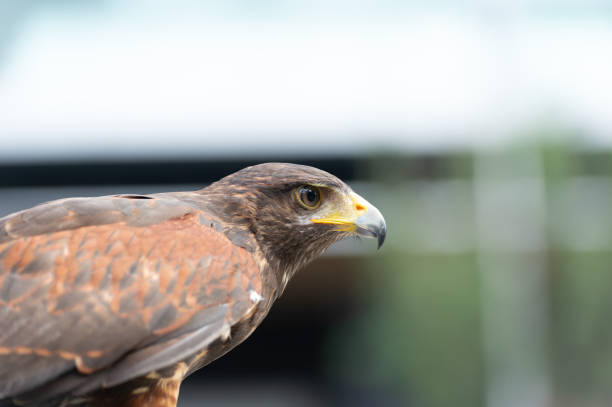istock The isolated portrait of hawk 963283350