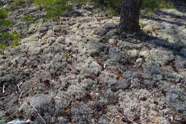 istock White moss in the northern forest 963283368
