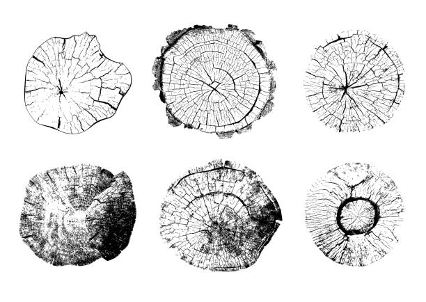 illustrazioni stock, clip art, cartoni animati e icone di tendenza di illustrazione vettoriale in bianco e nero dei ceppi di albero - cross section illustrations