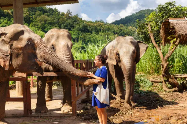Photo of Girl wiht bananas in her hand feeds an elephant at sanctuary in Chiang Mai Thailand