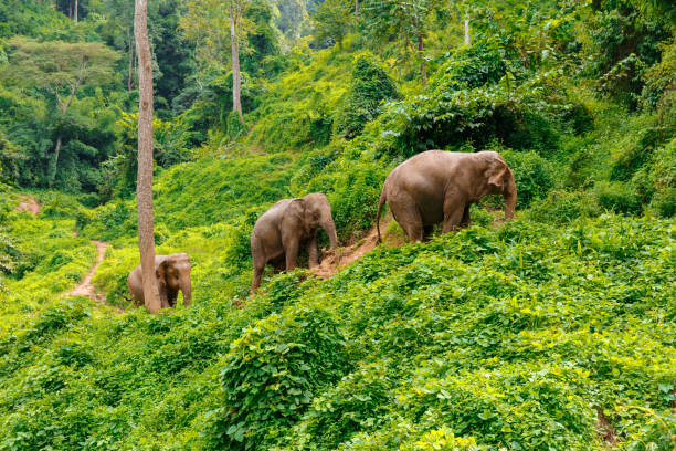 Three elephants walk at the jungle in Chiang Mai Thailand Three elephants walk at the jungle in Chiang Mai Thailand animal trunk photos stock pictures, royalty-free photos & images