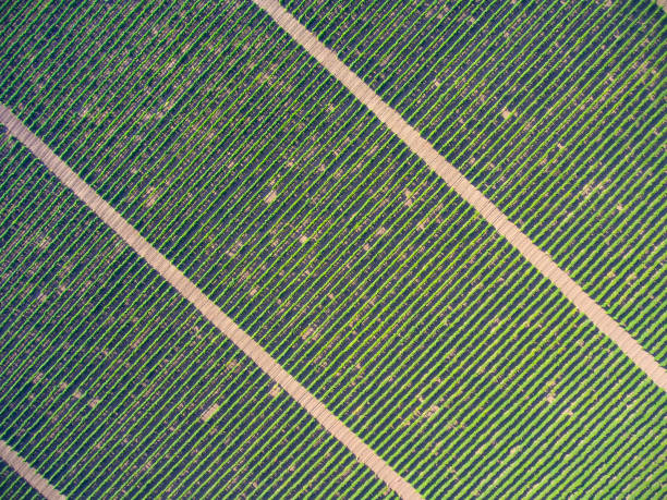 istock Aerial top view on extensive vineyards 963284688