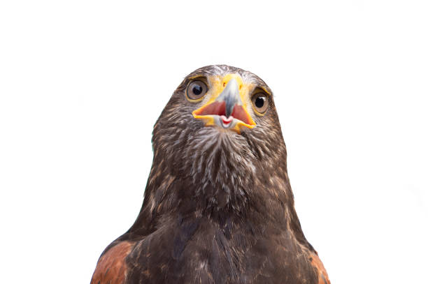istock The isolated portrait of hawk 963284846