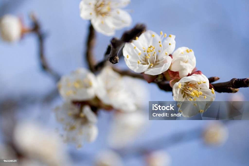 Bianco a fiori - Foto stock royalty-free di Albero da frutto