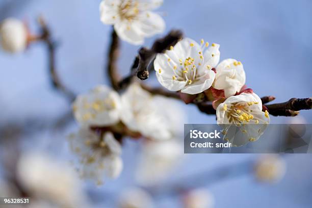 Bianco A Fiori - Fotografie stock e altre immagini di Albero da frutto - Albero da frutto, Albicocco, Ambientazione tranquilla