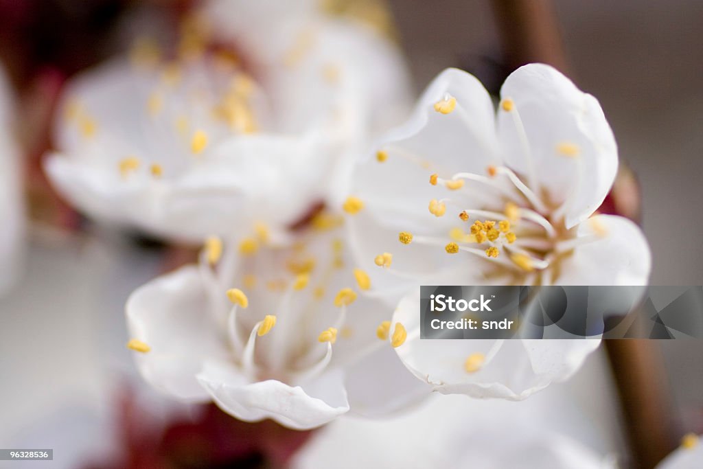 Flores brancas - Royalty-free Alperceiro Foto de stock