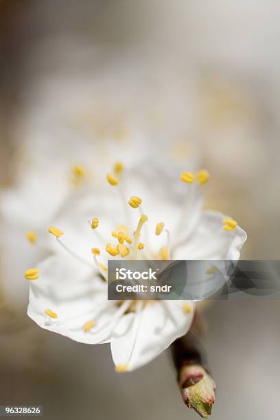 Weiße Blüten Stockfoto und mehr Bilder von Apfelbaum - Apfelbaum, Apfelbaum-Blüte, Aprikosenbaum