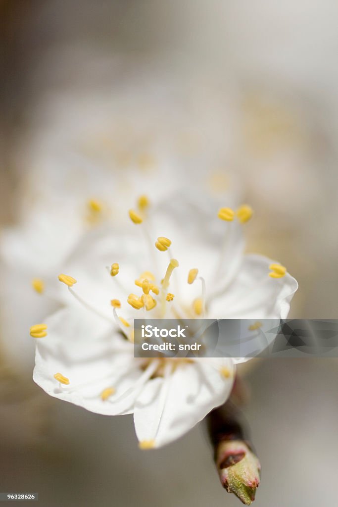 Белые цветы - Стоковые фото Абрикосовое дерево роялти-фри